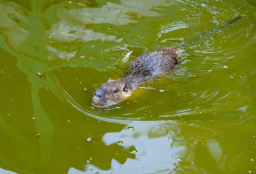 上海多地出现的巨大老鼠,上海发现巨型老鼠重达17公斤