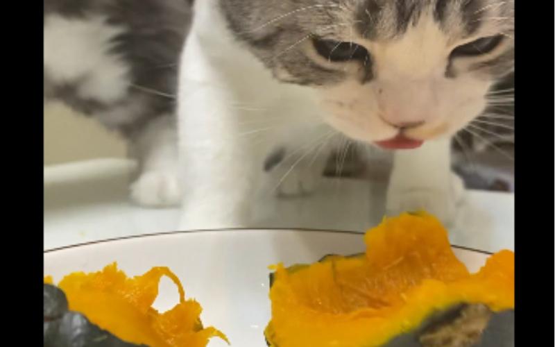 缅因猫缺营养对毛发有什么影响,缅因猫吃什么最容易爆毛