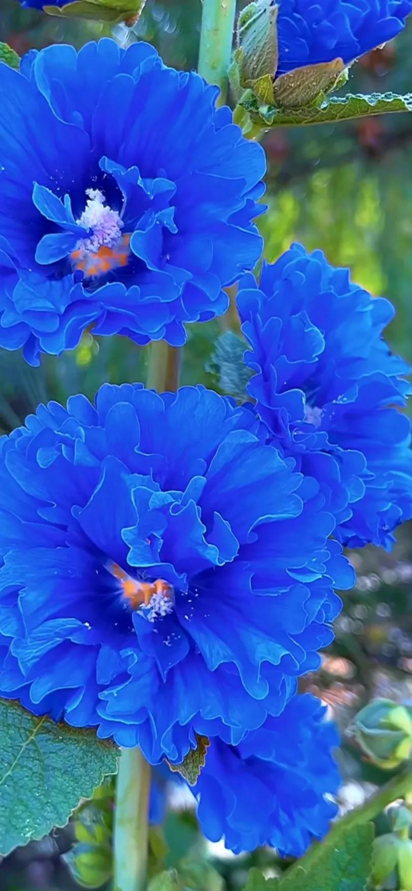 蜀葵花唯美大图片,世上最美的蜀葵花图片图文