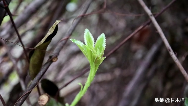 广西珍贵野果既能泡茶又能煲汤,黄色带刺泡酒的野果