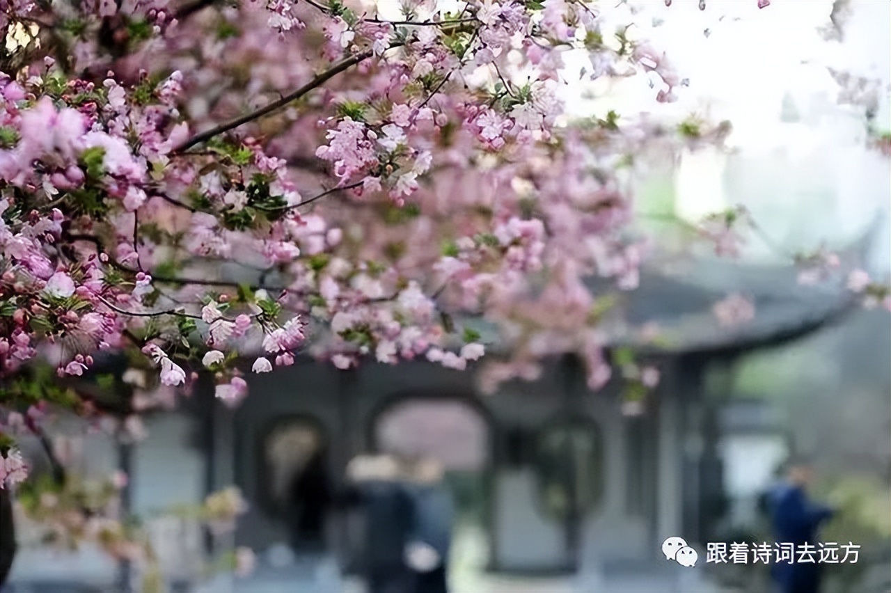 关于春天积极向上的经典诗词,七首杏花诗词惊艳了整个春天