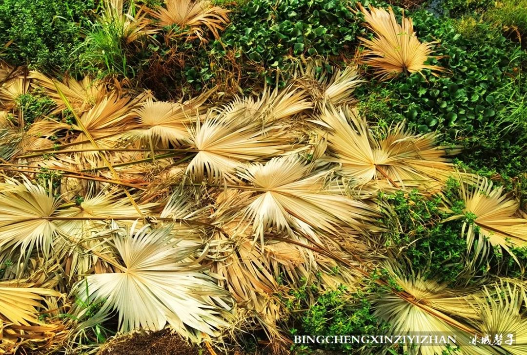 旅居海南,旅居式旅游生活海南