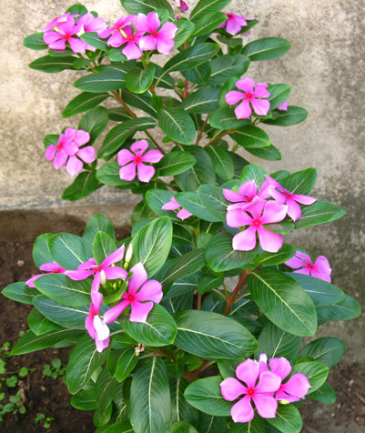 常见有毒花千万别碰,世上有毒的花和植物