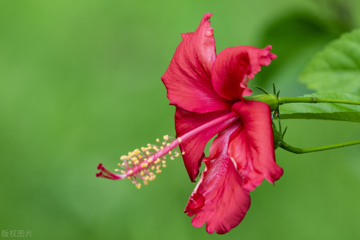 金牛座：南无丽卉斗猩红，净土门传到此中，深似慈云，偏惊慧日
