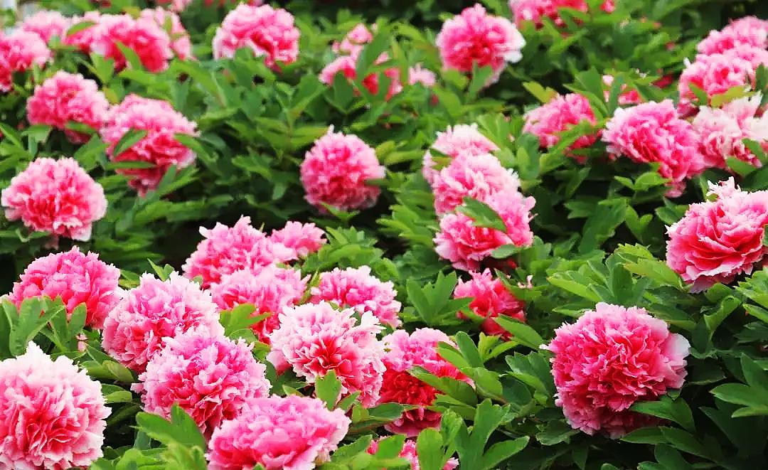 五家渠旅游路线,五家渠攻略