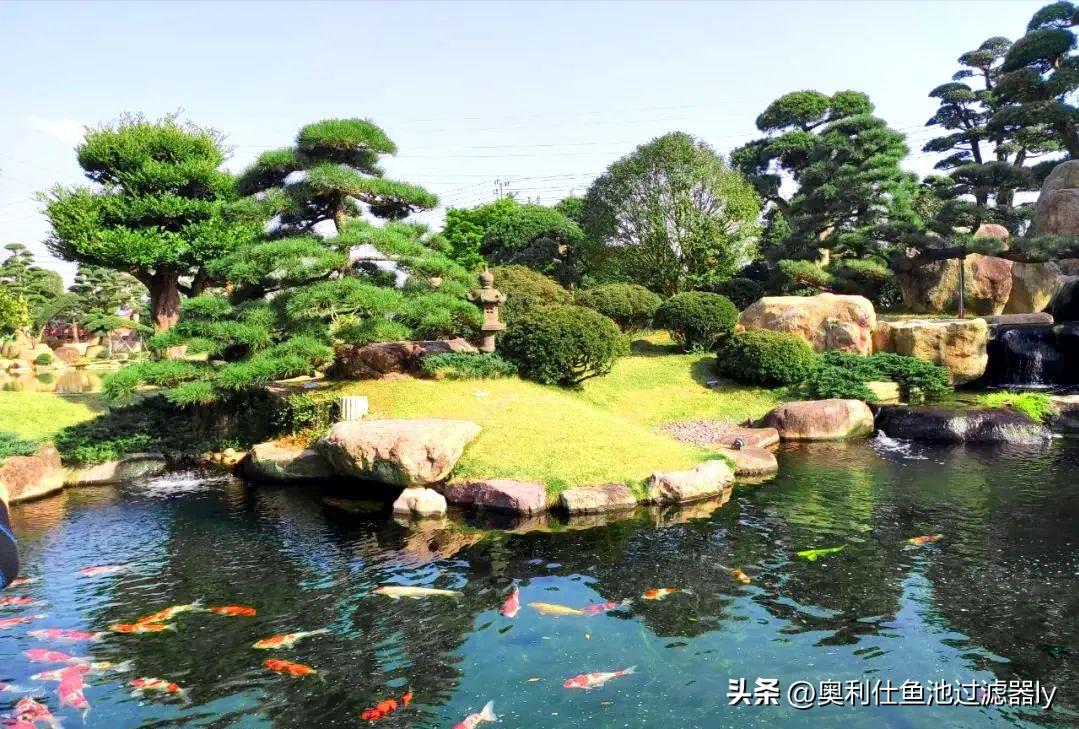 锦鲤鱼池里绿藻怎么清除,室外锦鲤鱼池养什么可以去除绿藻