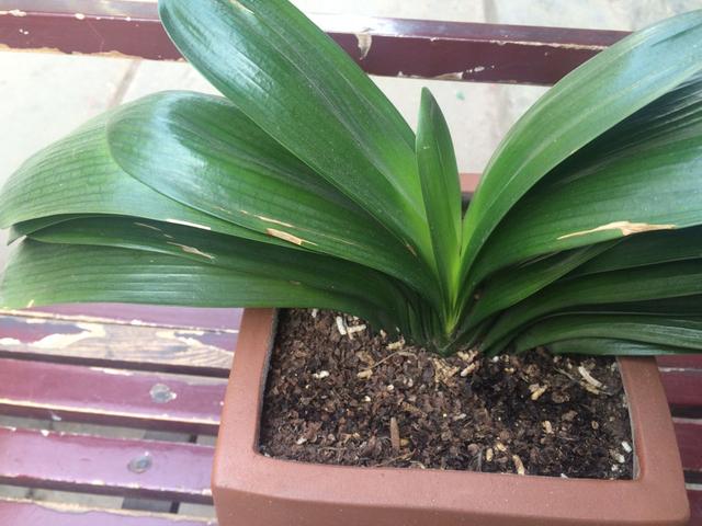 君子兰在二月份该如何管理,君子兰5月6月如何养护