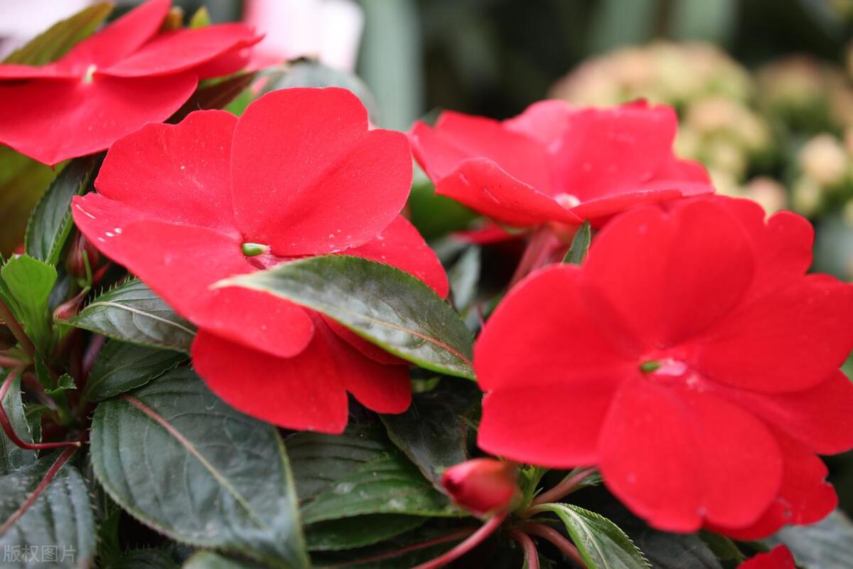 蛇最怕的东西是什么呢,蛇最怕一个东西是什么