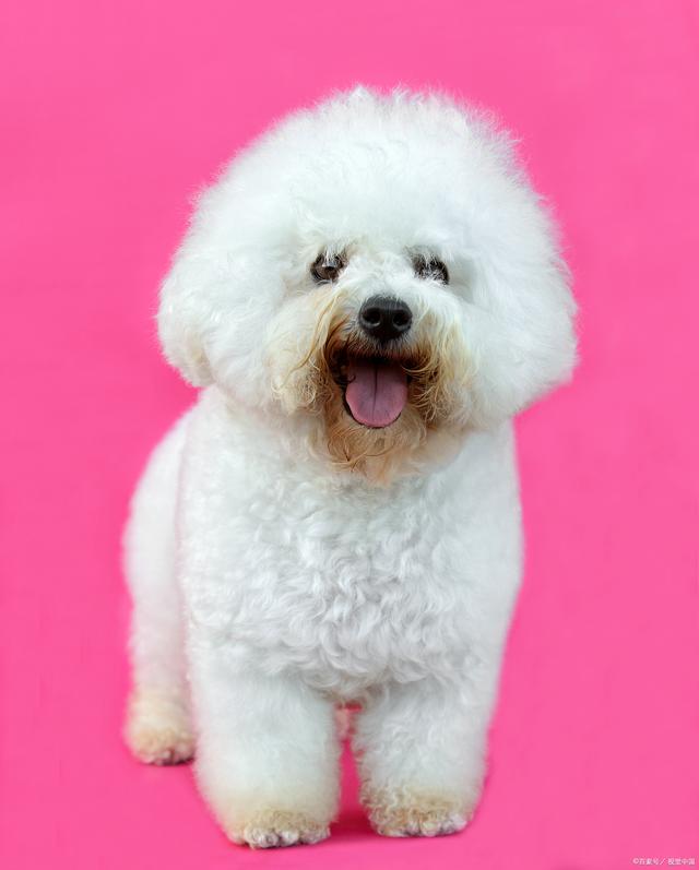 比熊乱尿怎么纠正视频教学,如何纠正比熊随地大小便