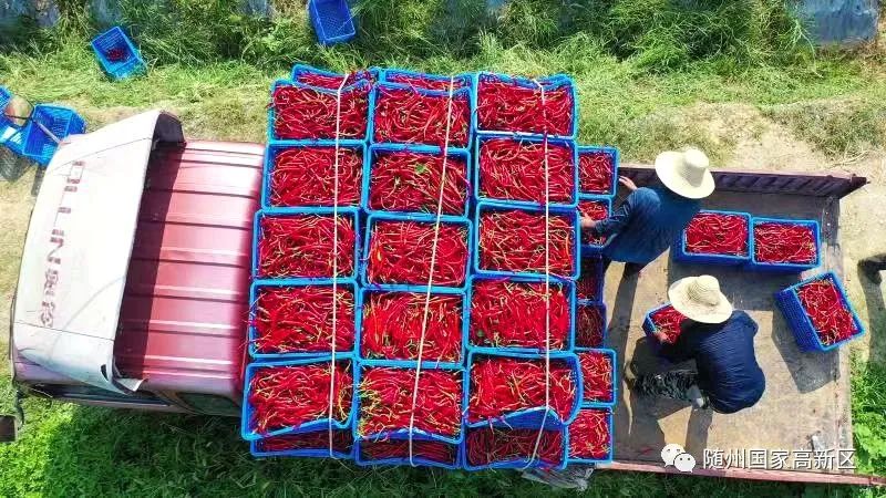 蝶变跃升是什么,蝶变跃升五大行动