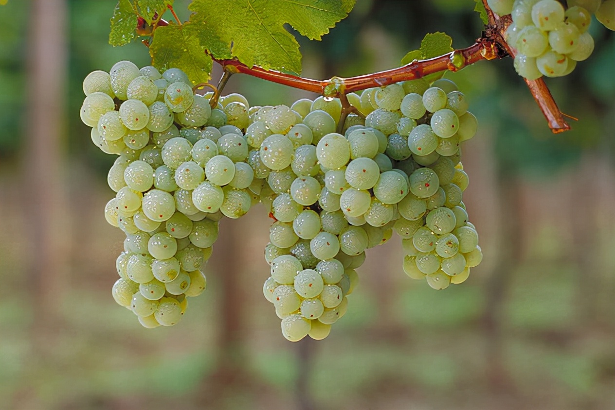 德国葡萄栽培简史,国外葡萄种植全部过程