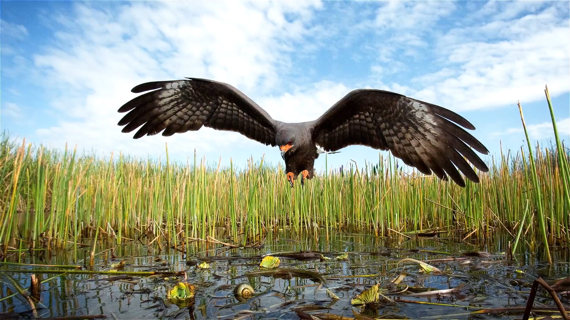 福寿螺的天敌是哪些,福寿螺的天敌都有哪些