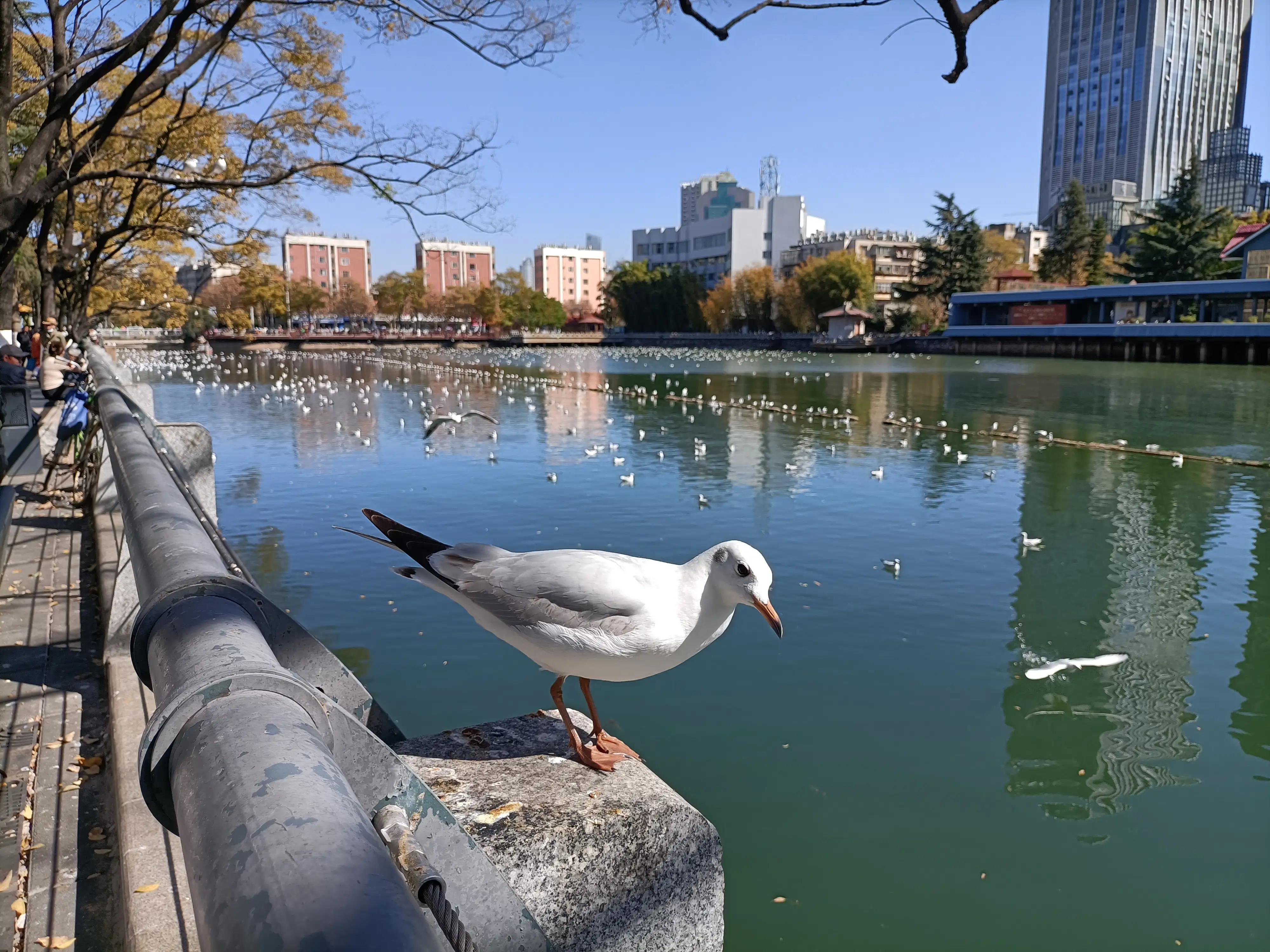 冬日的昆明美如春,这才是昆明四季如春的样子