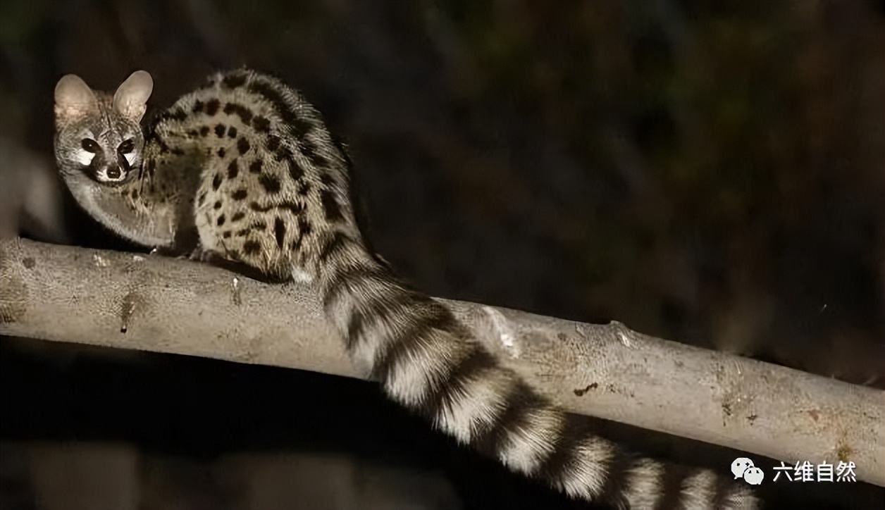 像猫又像狐狸，但又不是猫或狐，罕见小灵猫首次现身中山森林公园
