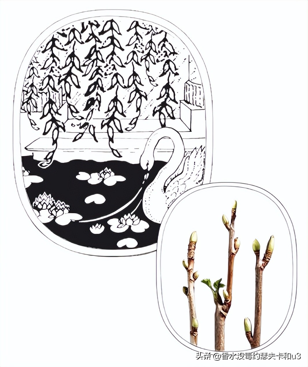 三大网红香水,十大网红香水值得入手吗