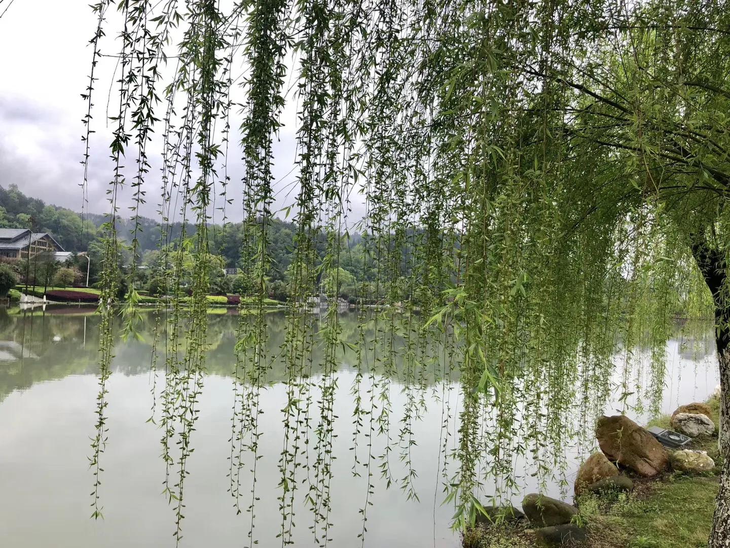 40首咏柳七绝现代,贺知章咏柳七绝