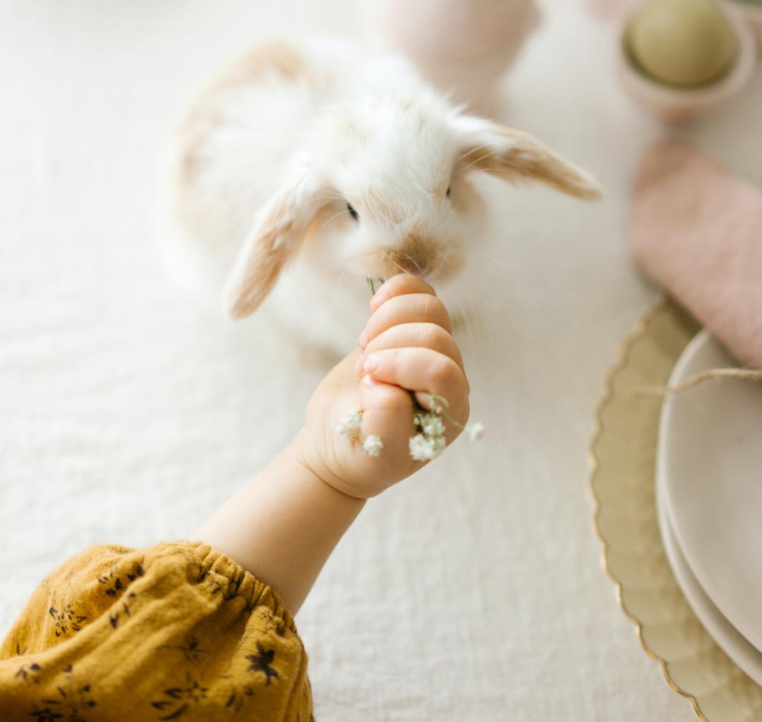 适合孩子室内养的小宠物,适合小空间养的小型宠物
