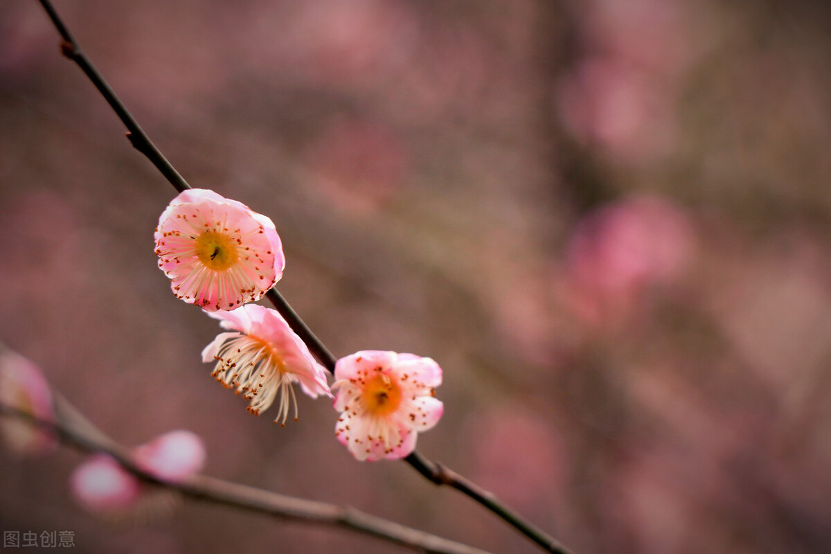 唐诗中有禅意的诗句,禅意七绝108首诗