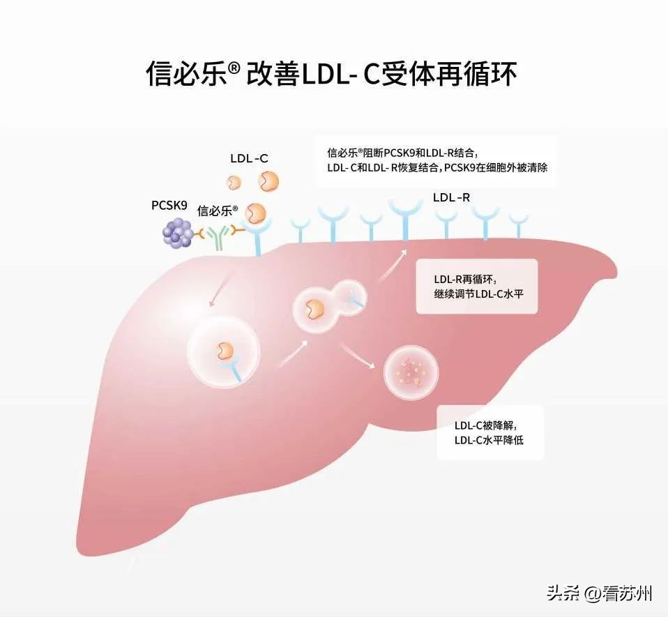 苏州制药厂高血压药,苏州药明康德新药开发