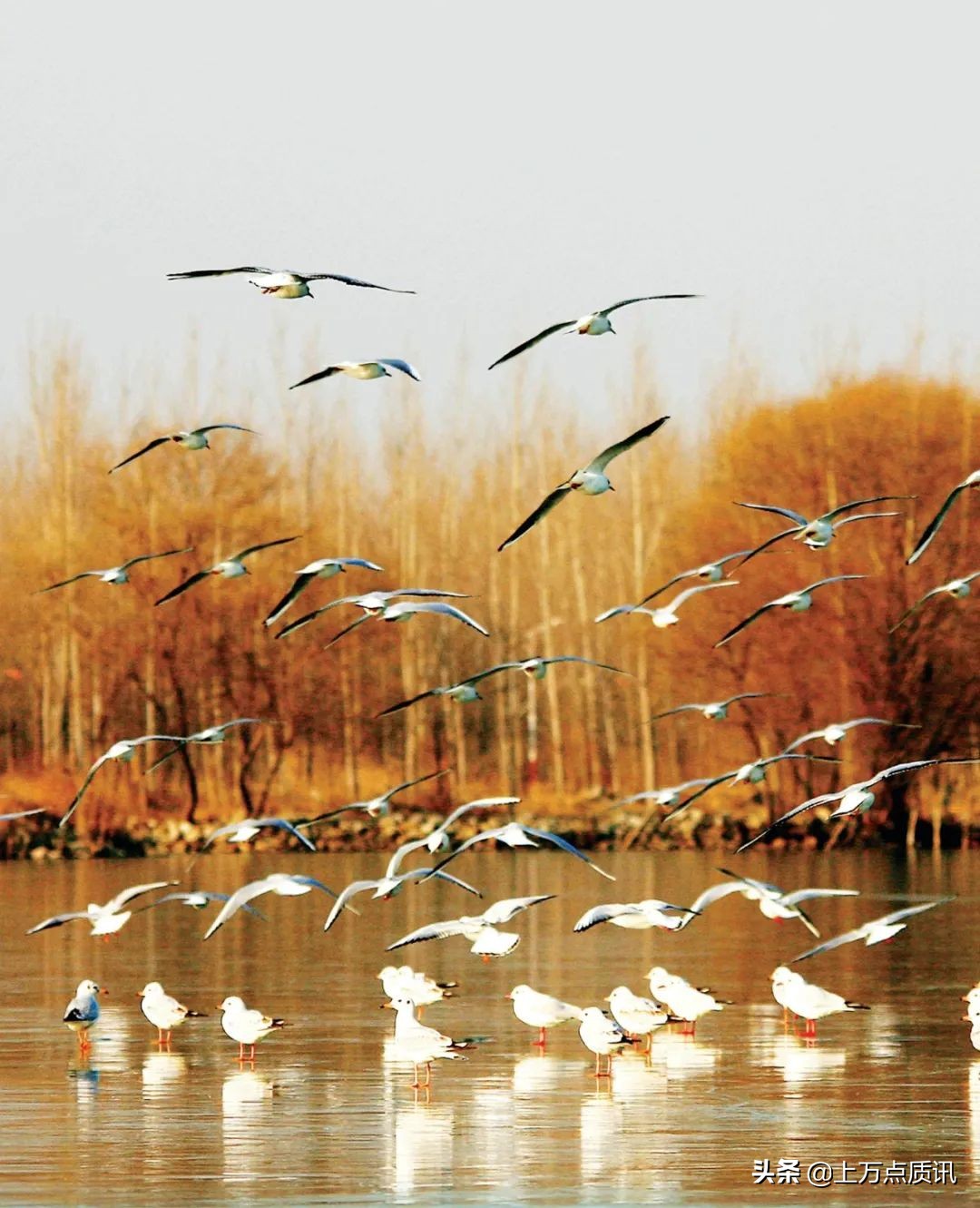 济宁微山湖旅游景区攻略一日游,济宁微山湖旅游区排名