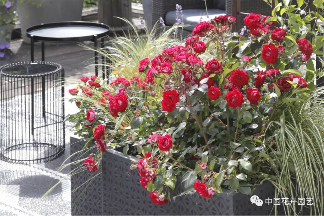 鑺卞崏鍝佺灞曠ず,鏂颁紭鑺卞崏鍝佺灞曠ず