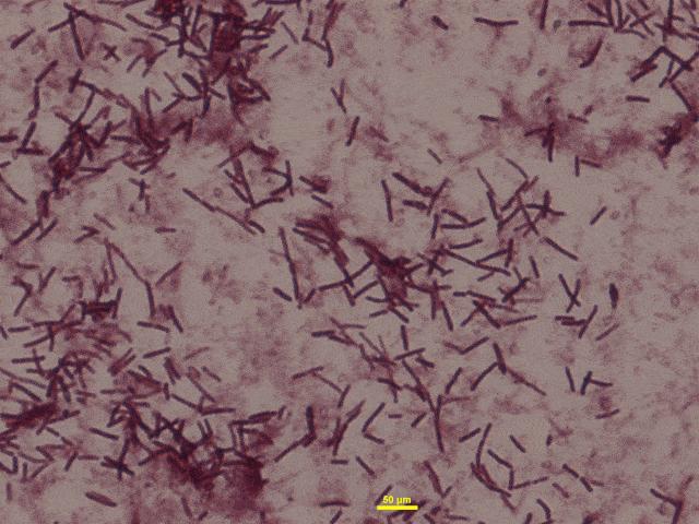 解密苗族蛊毒,揭秘苗族蛊术真相