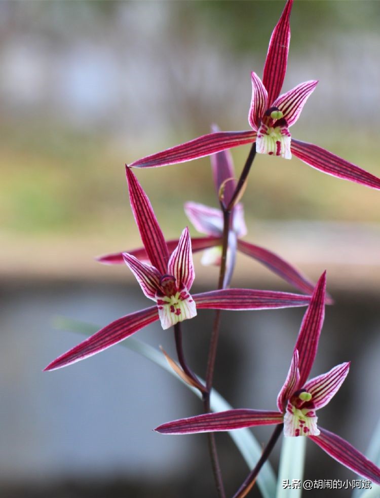 雪中兰花图片,兰花四季兰最好最香的品种