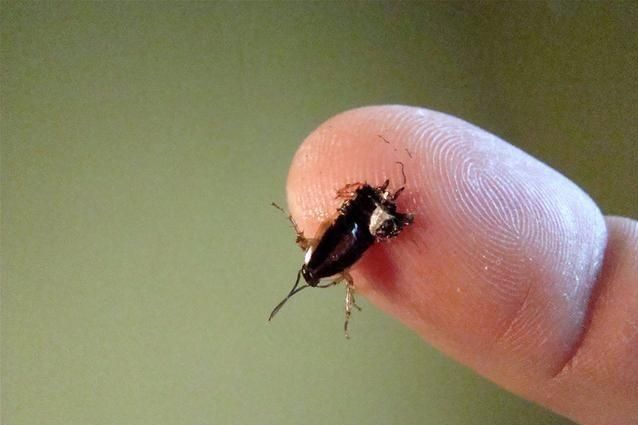 巧灭蟑螂家里放一物无蟑螂,如何灭除家里的蟑螂