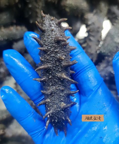 什么情况下不适合吃海参,吃海参是否容易中毒