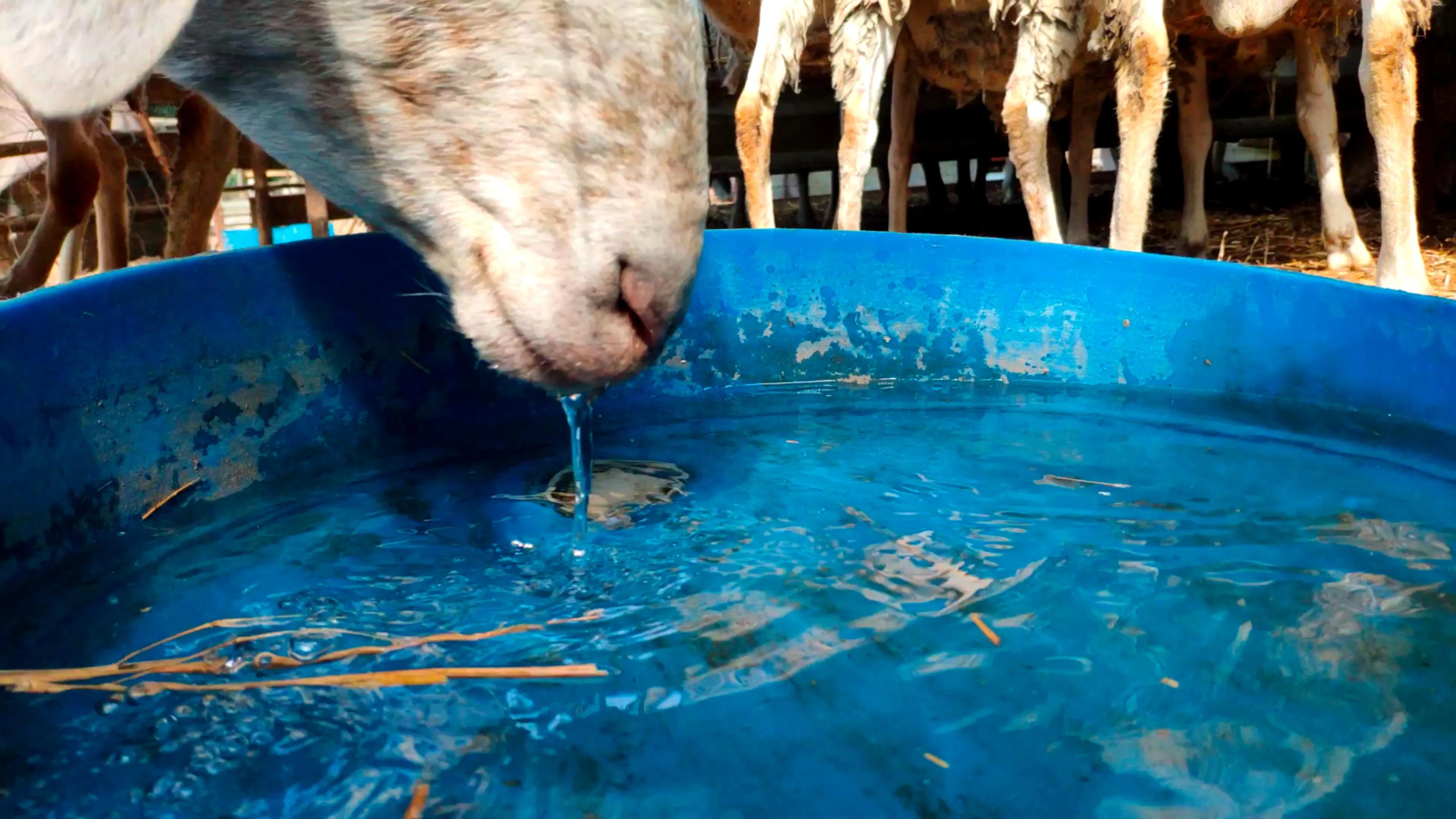 羊冬天喝水的正确方法,冬季怎样给羊饮水