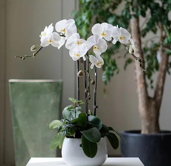 办公室适合摆放什么盆栽植物,老板摆放办公室十种最旺气的盆栽