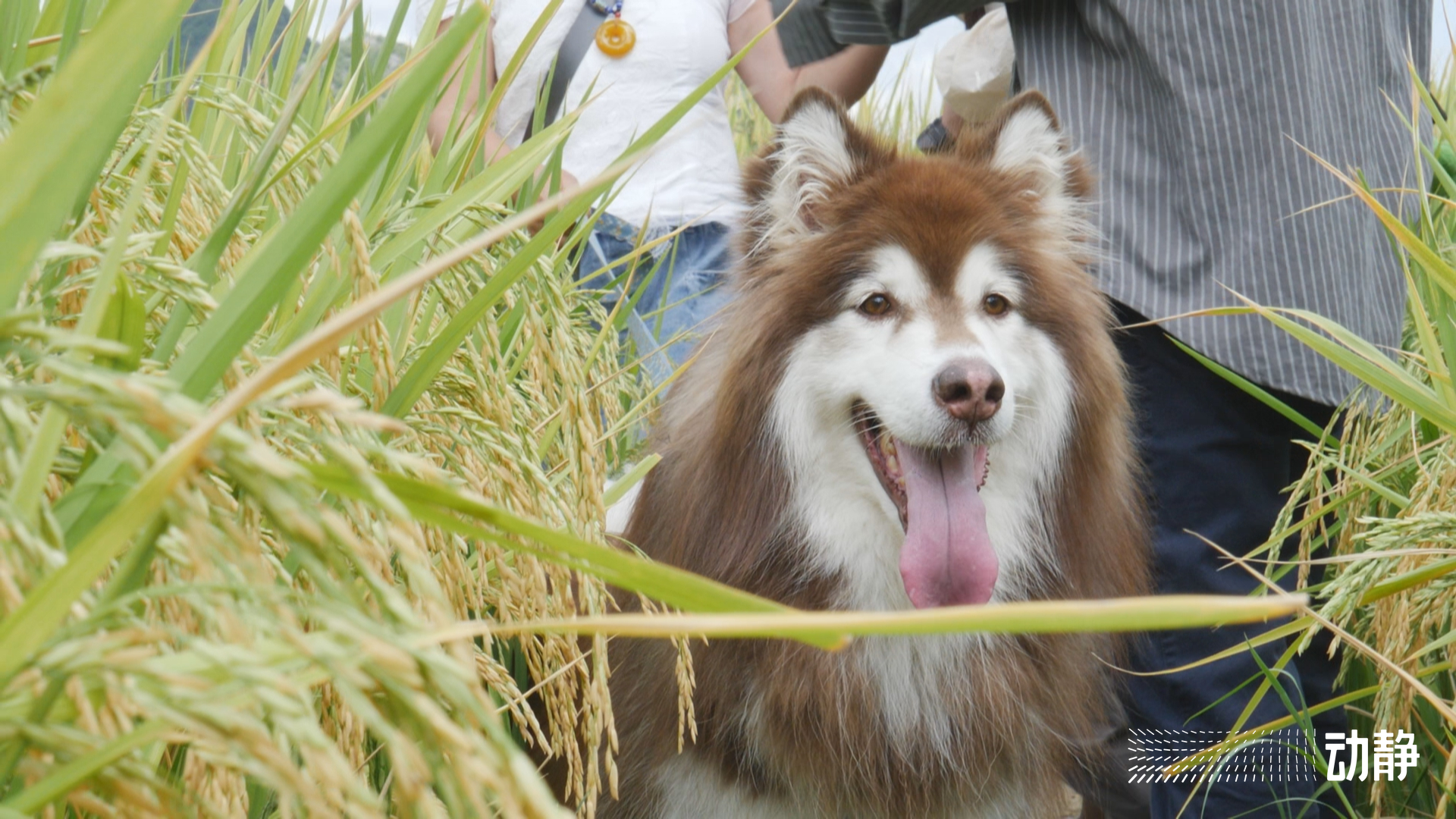 万峰林长视频,万峰林实时画面
