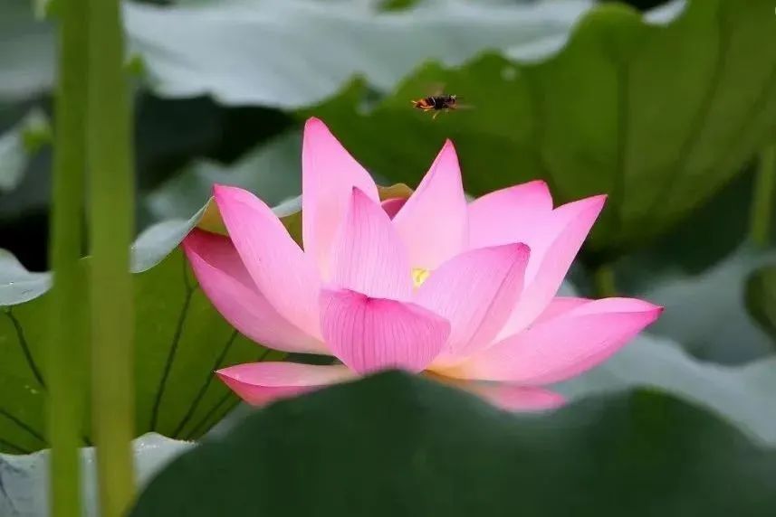 莆田荷花花海,莆田哪里荷花开了