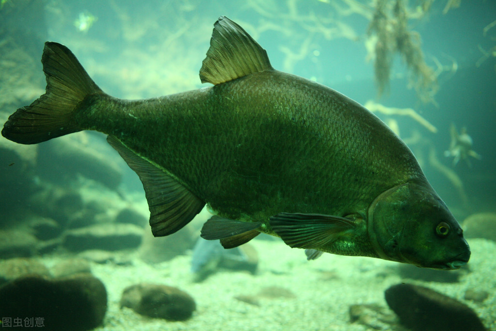 国产十大鱼竿品牌排行前十位,十大鱼竿品牌哪个好