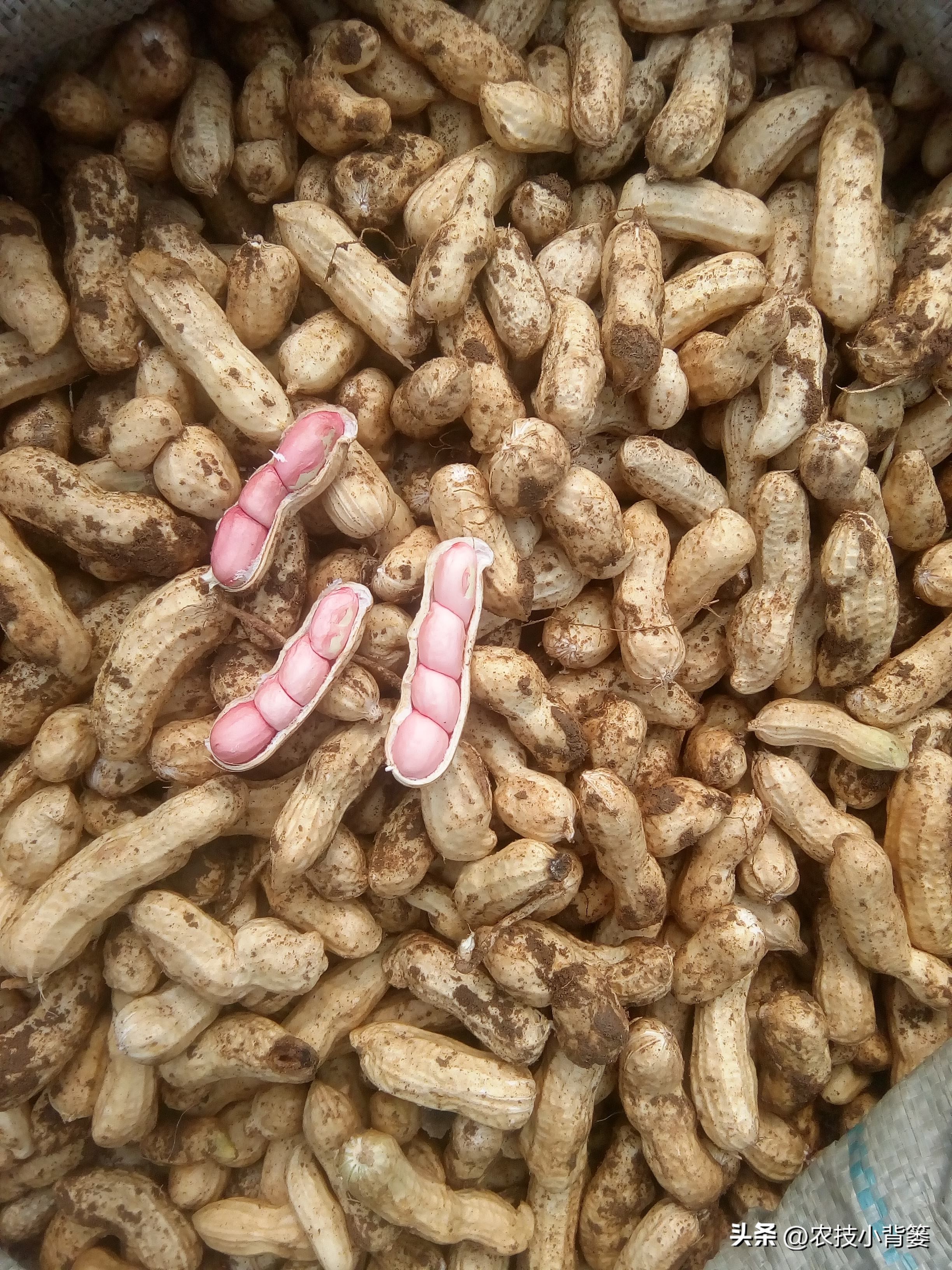怎样解决花生空壳问题,花生空壳原因及防治方法