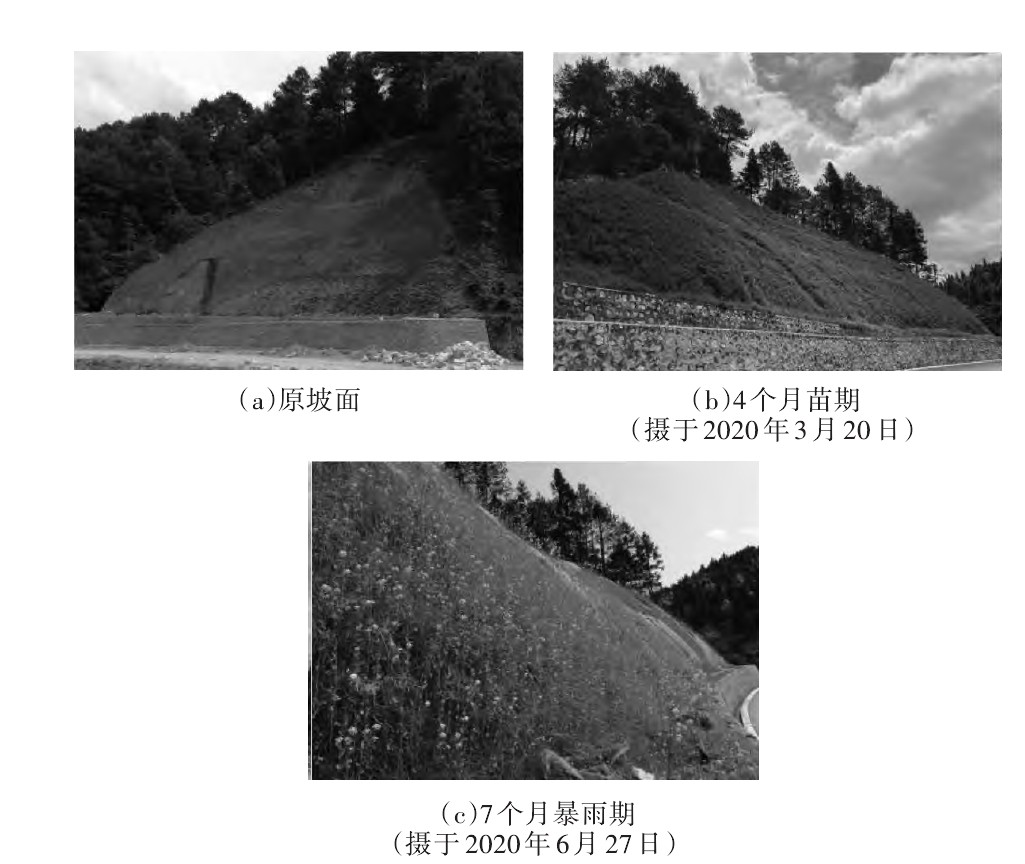 绿色生态公路建设,生态混凝土护坡技术与应用