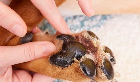 宠物爪子受伤,宠物的爪子受伤了怎么办