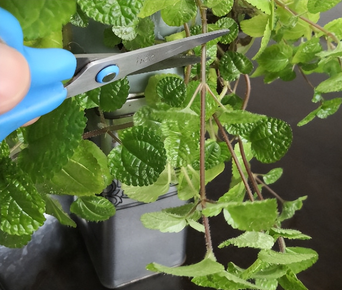 发现有1种香料，蚊子超讨厌，厨房里养2盆，养眼又提神