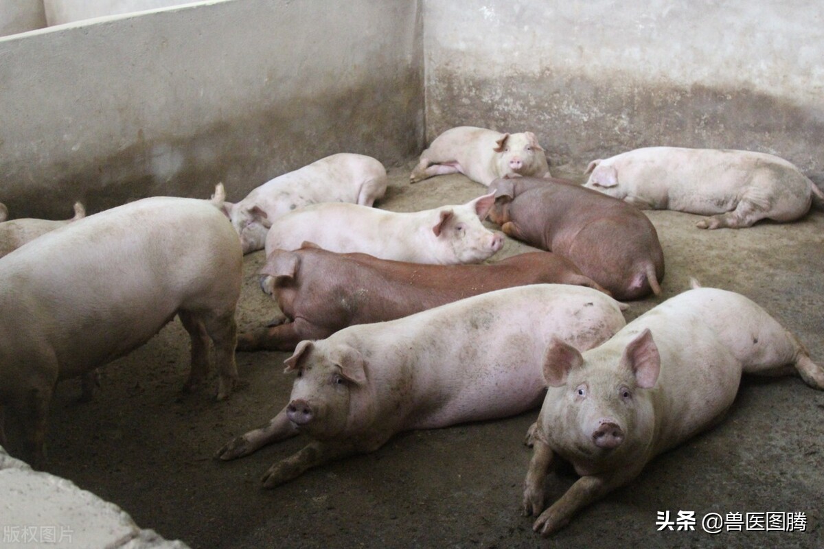 猪便秘不吃食最佳方法,猪便秘几天不吃料是怎么回事