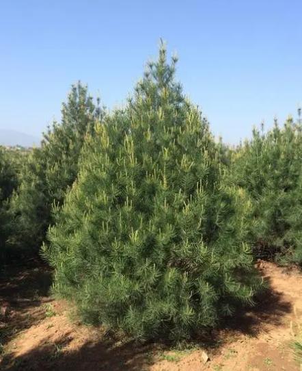 庭院绿化树种什么最好,适合庭院种植的常绿树种