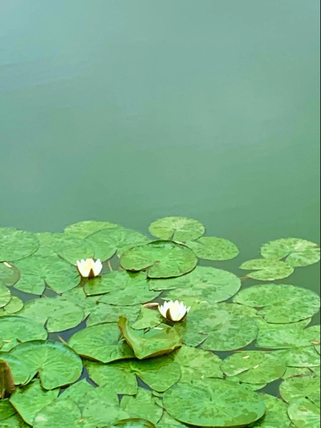 夏日花花大合集,夏日花花油画