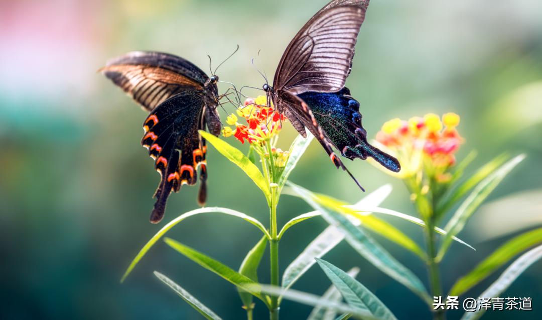 谷雨时节喝谷雨茶的寓意,过了谷雨的茶有什么区别