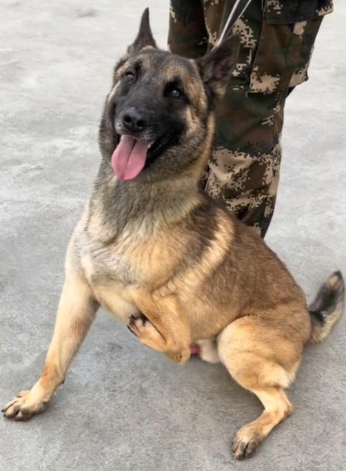 警犬巴顿有多凶猛,帅网红警犬巴顿训练视频