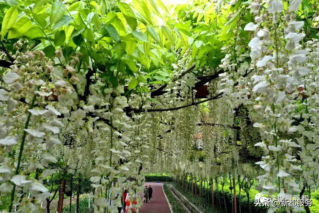 芳华微马公园好耍不,芳华微马公园有什么玩的