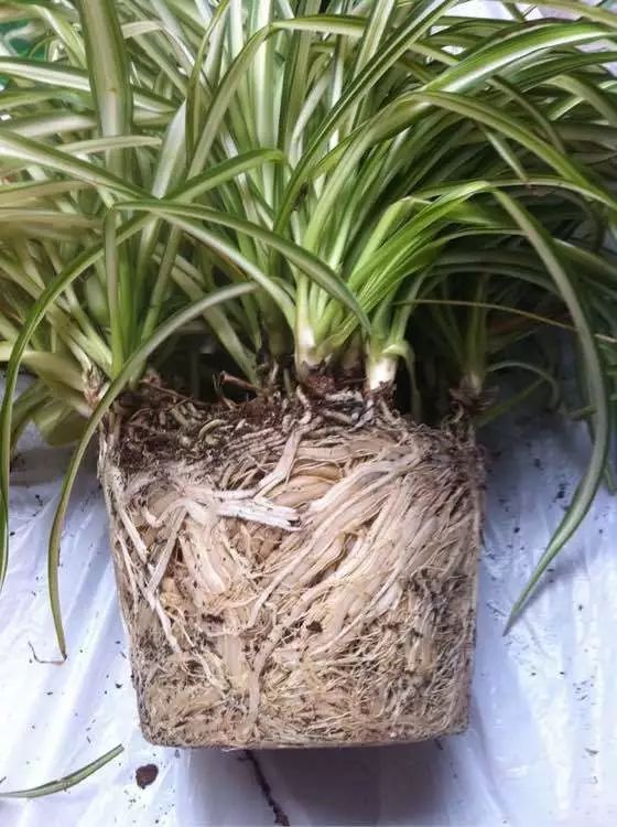 治愈系盆栽绿植推荐,室内小型绿植花卉推荐品种