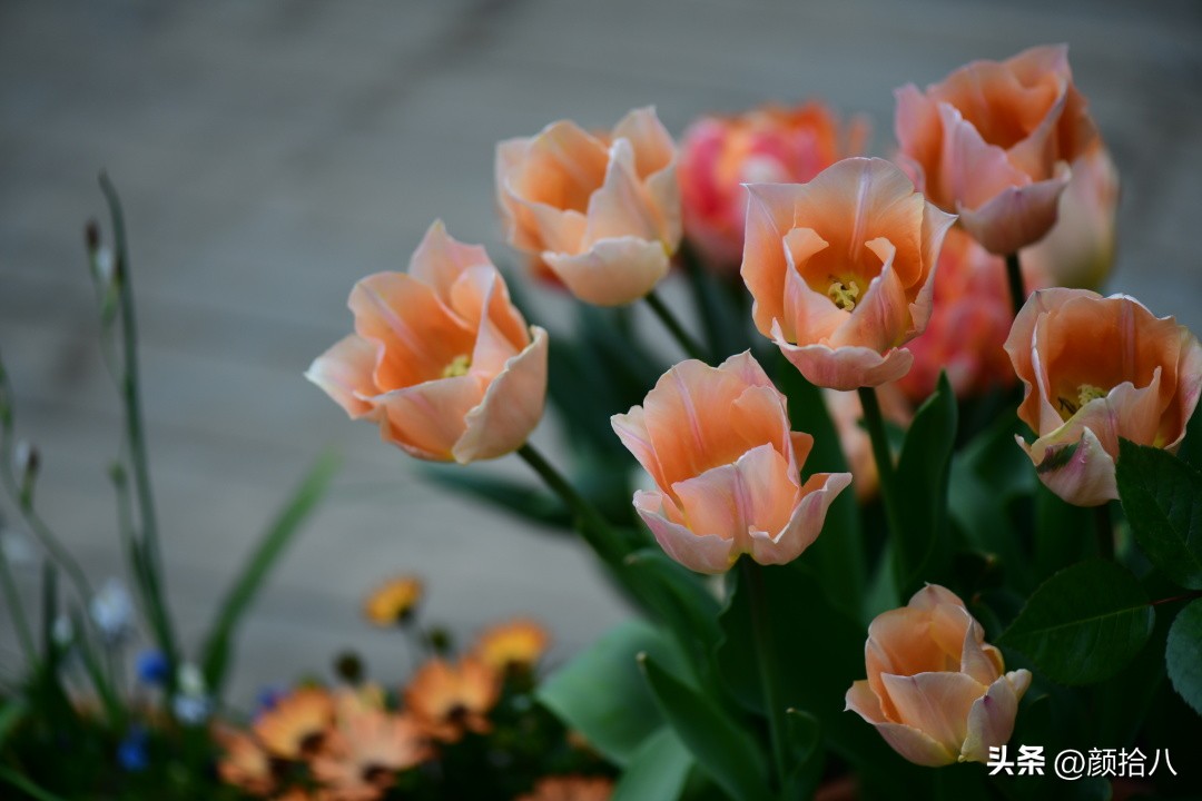 河马花园最耐阴植物,最漂亮的花园里的郁金香
