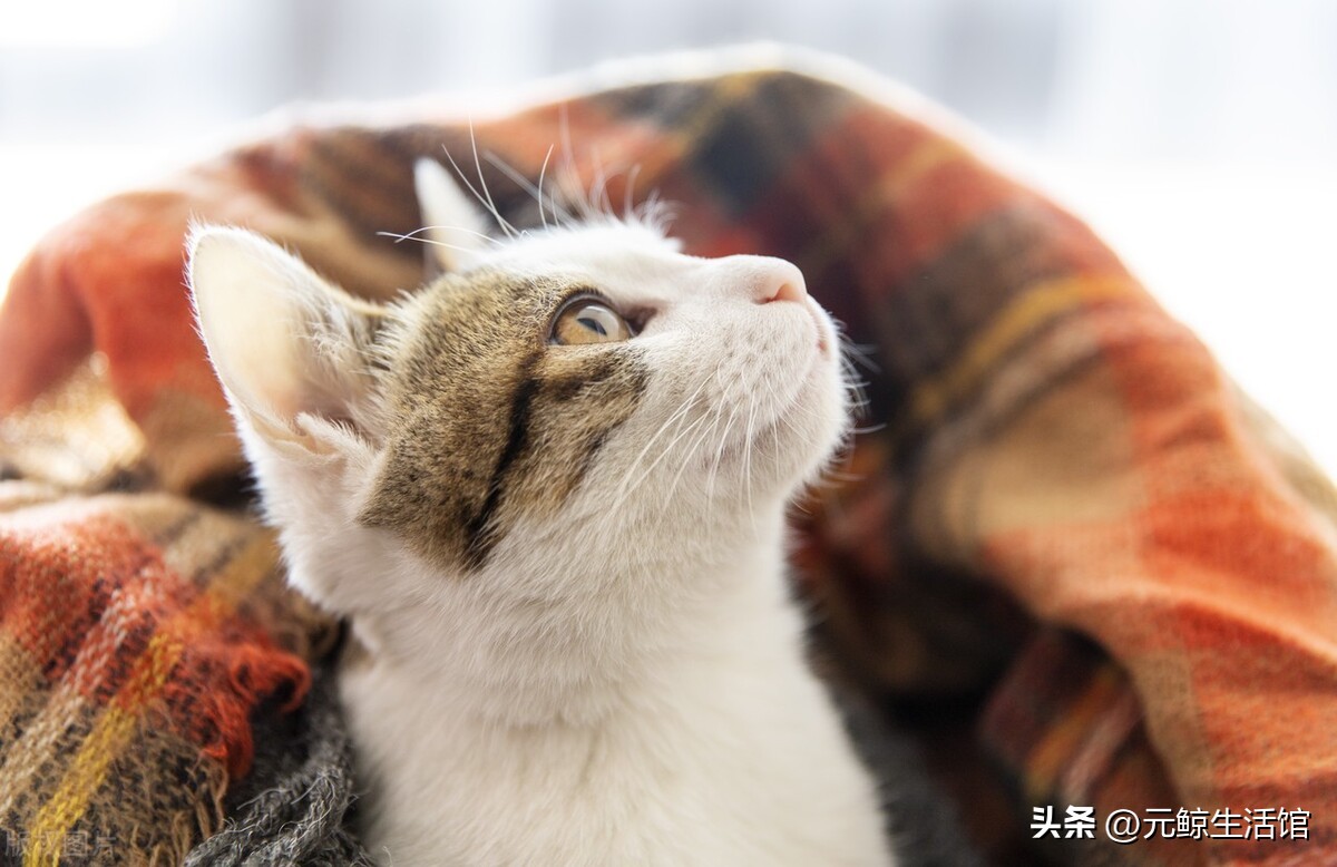 养猫如何盈利,养猫省钱平台