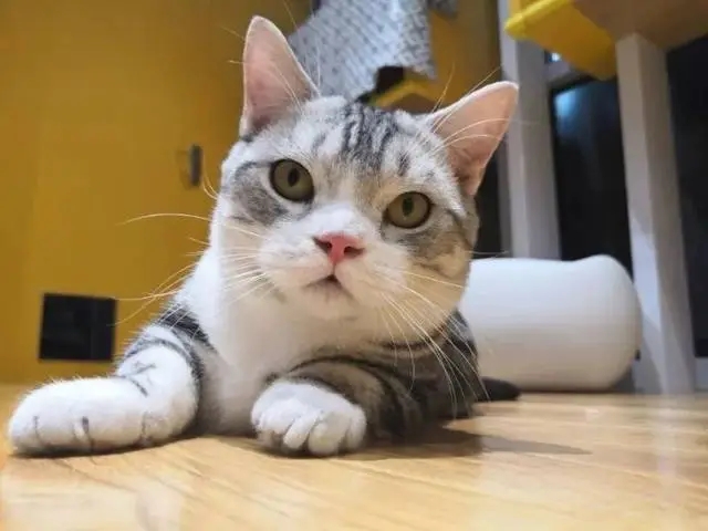 外出一周家里的猫怎么办,出门了家里的猫咪怎么办