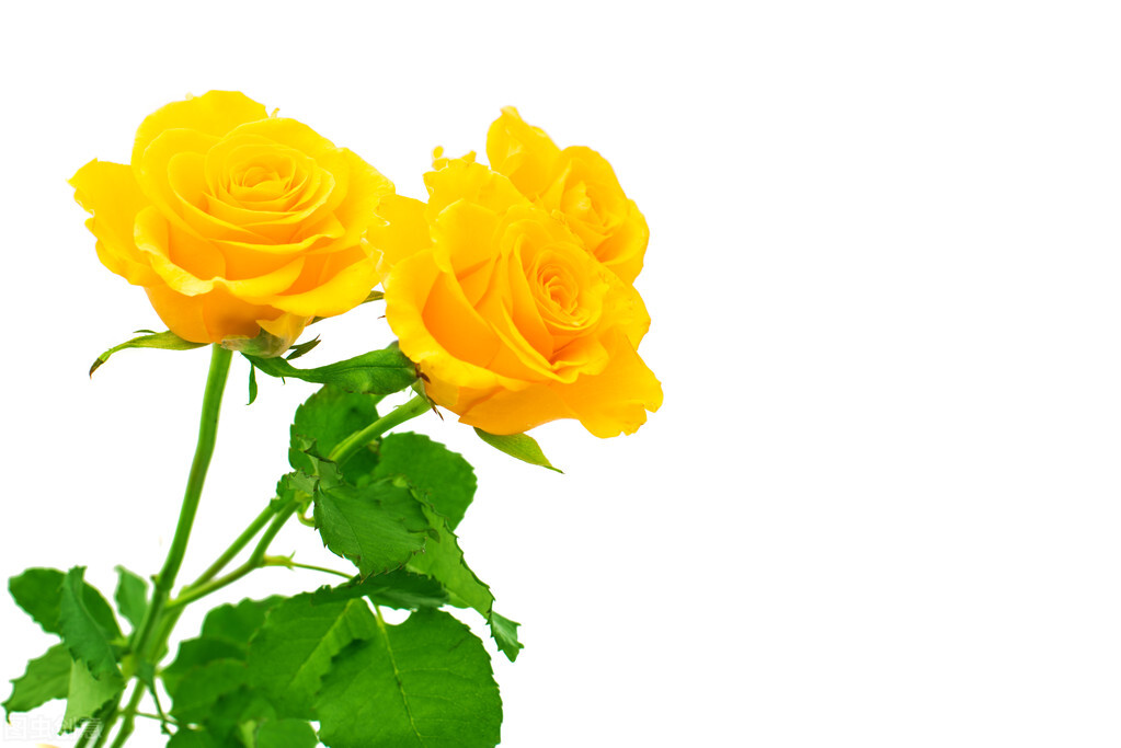 6朵香槟玫瑰的花语,常见玫瑰花语及传说