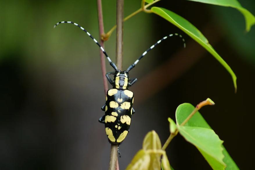 带“牛”却不是牛，似牛非牛，刷新你的认知